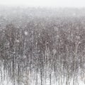Snow windstorm over trees in park in winter day Royalty Free Stock Photo