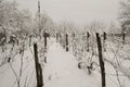 Snow in the wine ground Royalty Free Stock Photo