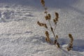 Snow winter dried branch minimalizm