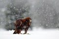 Snow winter with eagle. Bird of prey Golden Eagle with kill hare in winter with snow. Wildlife scene from Norway nature. Bird feed Royalty Free Stock Photo