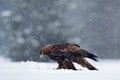 Snow winter with eagle. Bird of prey Golden Eagle with kill hare in winter with snow. Wildlife scene from Sweden nature. Bird feed Royalty Free Stock Photo