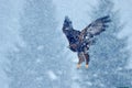 Snow winter with eagle. Bird of prey White-tailed Eagle, Haliaeetus albicilla, flying with snow flake, dark forest in background. Royalty Free Stock Photo