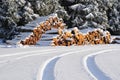 Snow winter firewood forest Royalty Free Stock Photo