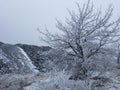 Snow winter landscape with trees