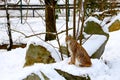 In the snow in winter sits a lynx in the forest Royalty Free Stock Photo