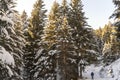 Snow winter trentino wood white and vertical