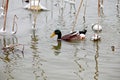 A wild duck forages for food in a withered lotus pond. Royalty Free Stock Photo