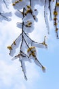 The Snow on Wintersweet Flower Royalty Free Stock Photo