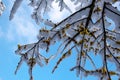 The Snow on Wintersweet Flower Royalty Free Stock Photo