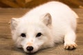 Snow wolf,dog in puppy day isolate on background Royalty Free Stock Photo