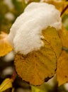 Snow on the yellow leaves of the raspberry bush Royalty Free Stock Photo