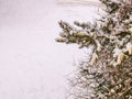 Snow with a yellow tint on pine branches in EU, thanks to the sand from the Sahara desert Royalty Free Stock Photo