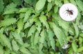Snowball bush with feeding damage from the black weevil, button with image of the insect Royalty Free Stock Photo