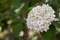 Snowball bush flowering