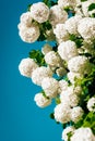 Snowball Bush flowers Viburnum Shrub