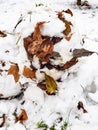 Snowball from first snow with leaves close up Royalty Free Stock Photo