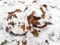 Snowball from first snow with leaves closeup Royalty Free Stock Photo