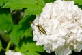 Snowball flower crawl black yellow coleopteran bug Royalty Free Stock Photo