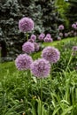 Snowball flowers blooming in the spring