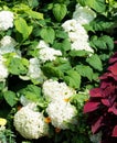 Snowball Flowers in garden