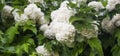 Snowball flowers (Viburnum opulus)