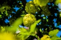 Snowball Hydrangea