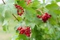 Snowball tree Royalty Free Stock Photo