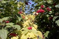 A snowball tree with fruit in early autumn