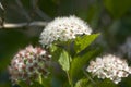 Snowball - Viburnum