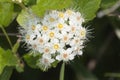 Snowball - Viburnum