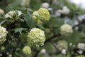 Snowball (Viburnum opulus) flower blossoming in spring Royalty Free Stock Photo
