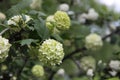 Snowball (Viburnum opulus) flower blossoming in spring