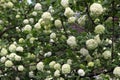 Snowball (Viburnum opulus) flower blossoming in spring