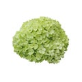 Snowball (Viburnum opulus) flower isolated on white background