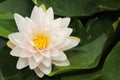 Snowball water lily, lotus flower closeup scene on green leaf. Open space on right side. Royalty Free Stock Photo