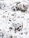 Snowballs from the first snow with fallen leaves