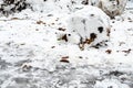 Snowballs from snow with leaves on frozen lawn