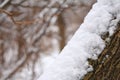 Snowbank on tree trunk Royalty Free Stock Photo