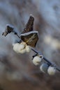 Snowberries with Hoarfrost