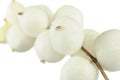 Snowberries (Symphoricarpos Albus) Royalty Free Stock Photo
