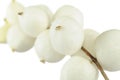 Snowberries (Symphoricarpos Albus)