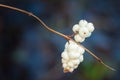 Snowberries (Symphoricarpos Albus)