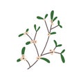 Snowberry branch with snow berries and green leaf. Winter plant, twig with fresh fruits and leaves. Botanical design