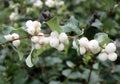Snowberry bush (lat.- Symphoricarpos albus