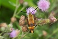 Snowberry Clearwing - Hemaris diffinis