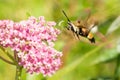 Snowberry Clearwing - Hemaris diffinis