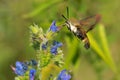 Snowberry Clearwing Moth - Hemaris diffinis