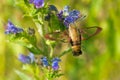 Snowberry Clearwing Moth - Hemaris diffinis