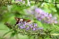 Snowberry Clearwing