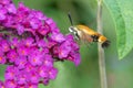 Snowberry Clearwing Moth - Hemaris diffinis